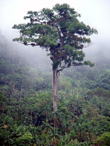 Bonsai, cay canh nghe thuat, cây cảnh nghệ thuật